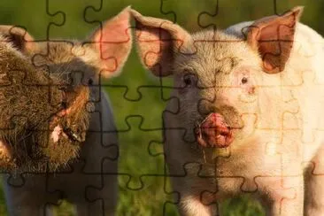 White Piglet jigsaw puzzle