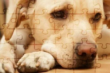 Labrador jigsaw puzzle