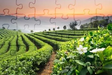 Tea Plantation jigsaw puzzle