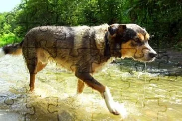 Chien qui marche à travers la rivière