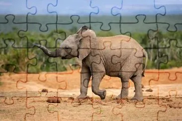 Young African Elephant jigsaw puzzle