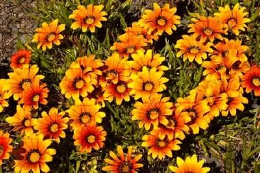 Kluster av gula och orange blommor