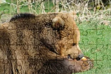 Oso pardo, comida