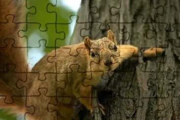 Squirrel on a Tree jigsaw puzzle