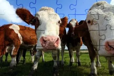 Cows Up Close jigsaw puzzle