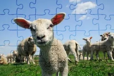 Curious Lamb jigsaw puzzle