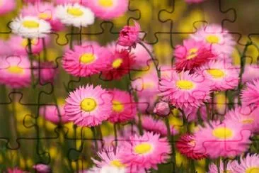 Campo de flores silvestres en Kings Park, Perth, Australia