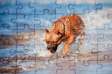 Amerikanischer Staffordshire Terrier-Hund, der am Strand spielt