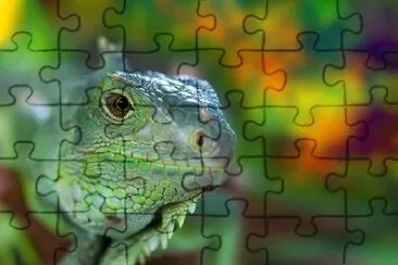 Green Iguana jigsaw puzzle