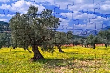 Olive Grove jigsaw puzzle