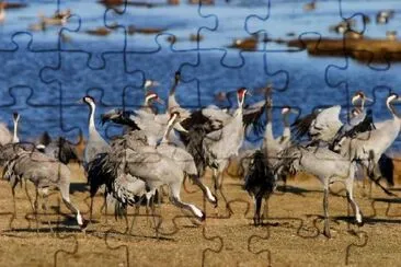 Common Crane jigsaw puzzle