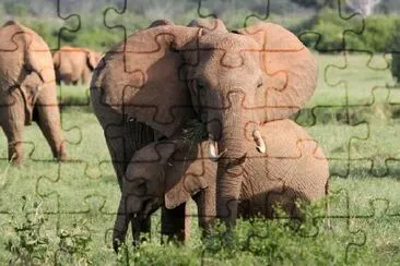 Elephants jigsaw puzzle