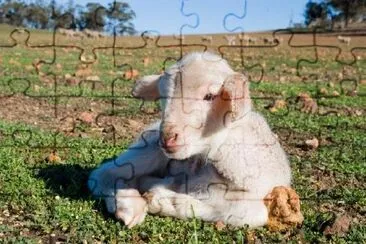 Lamb Resting jigsaw puzzle