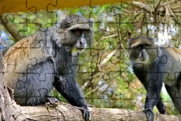 Velvet Monkies on a Tree jigsaw puzzle