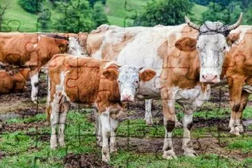 Mother Cow with Her Calf jigsaw puzzle