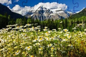 Marguerites au parc provincial du mont Robson, Canada