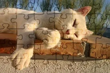 White Cat Sleeping jigsaw puzzle