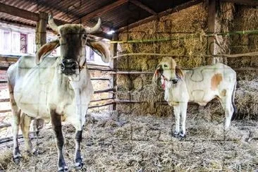 Two White Cows jigsaw puzzle