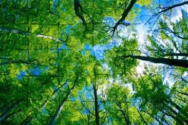 Beech Forest jigsaw puzzle