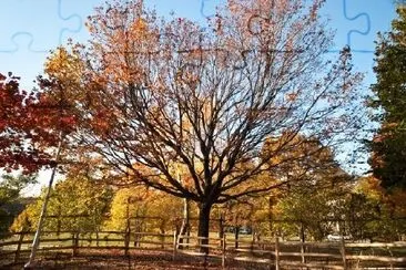 Fall in Ontario, Canada jigsaw puzzle