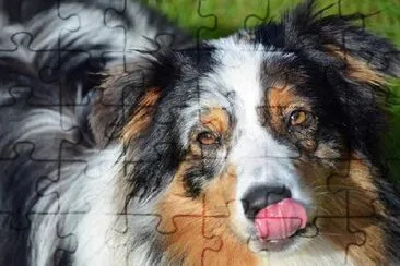 Aussie Dog  jigsaw puzzle