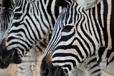 Zebras jigsaw puzzle