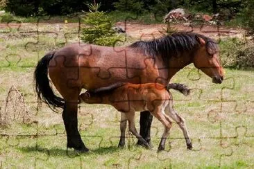 Jeune poulain avec mère