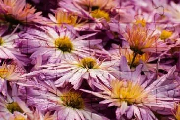 Pétales de fleurs avec gouttes de rosée