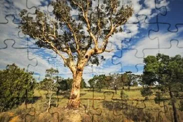 Tipico paesaggio rurale in Australia