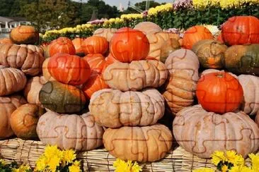 Pumpkins jigsaw puzzle