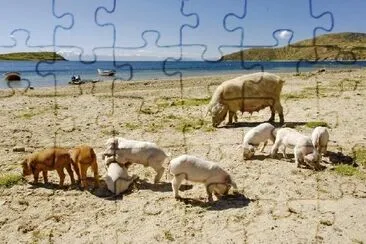 Cerdo con sus lechones en una playa