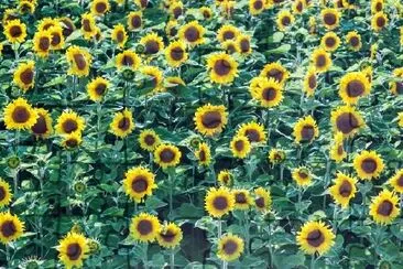 Tournesol