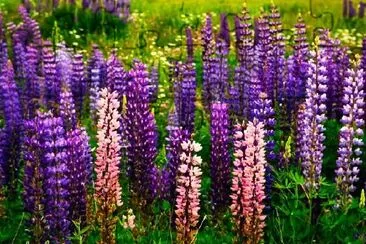 Lupin du jardin violet et rose