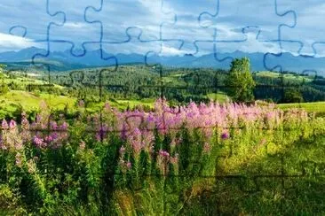 Vue sur la campagne de montagne d'été