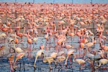 Pink Flamingos  jigsaw puzzle