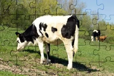 Vacas no campo