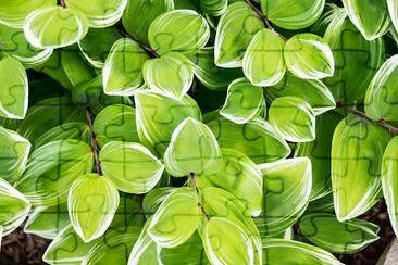 Green Leafes jigsaw puzzle