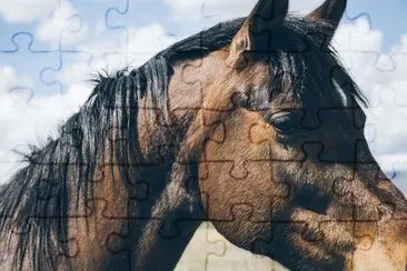 Brown Horse jigsaw puzzle