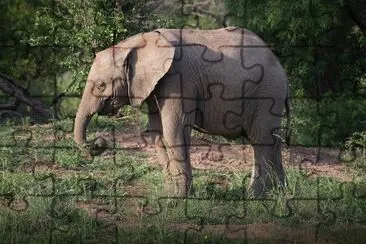 Éléphant dans la forêt