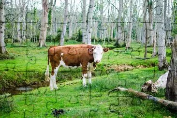 Vaca en el bosque