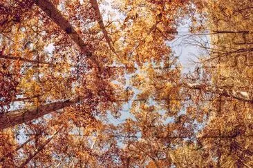 Blätter im Wald