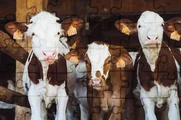 Three Cows jigsaw puzzle