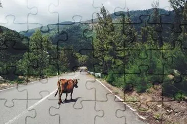 Cow on the Road, Vietnã