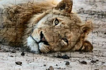 Lions Face jigsaw puzzle