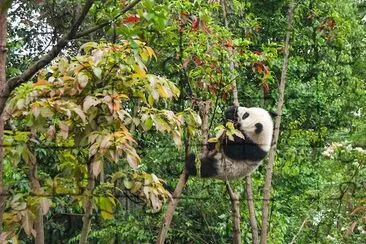 Wspinaczka Panda, Chengdu, Chiny