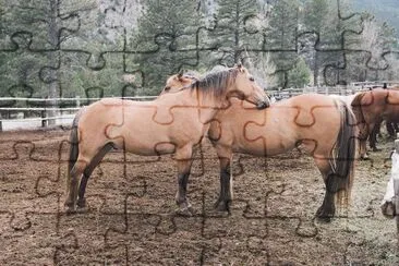 Cavalos de Fazenda