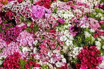 Coloful Carnation Bloom jigsaw puzzle