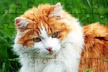 Red Cat jigsaw puzzle