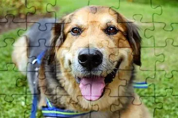 A Resting Dog jigsaw puzzle