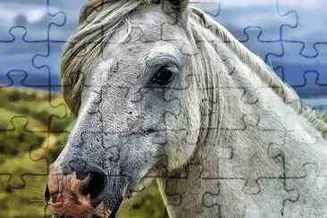 Portrait de cheval